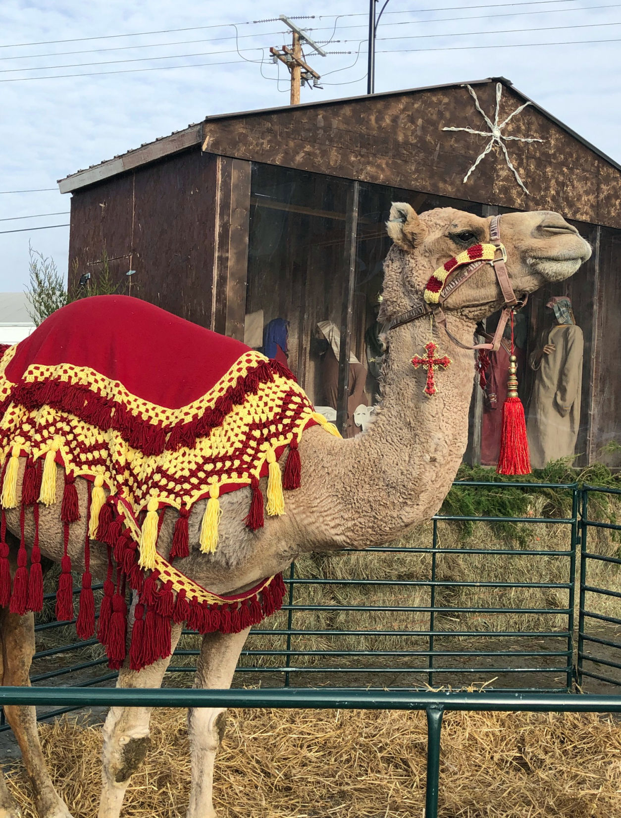 camel.jpg